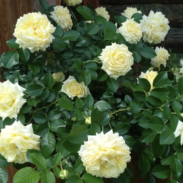 Надя Мейяндекор в Воронеже