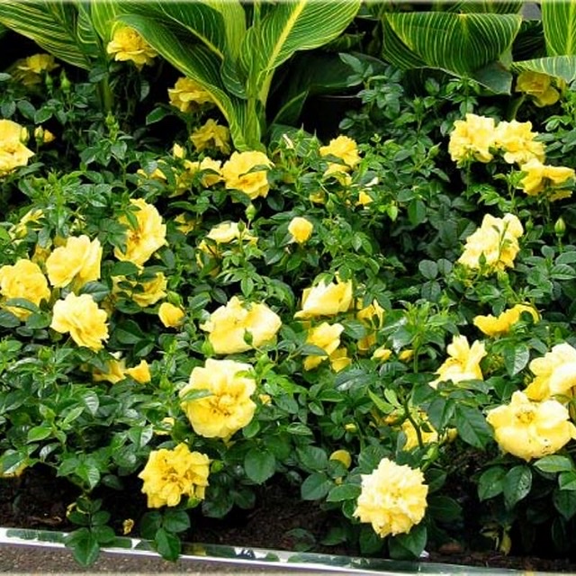 Йеллоу Фейри в Воронеже