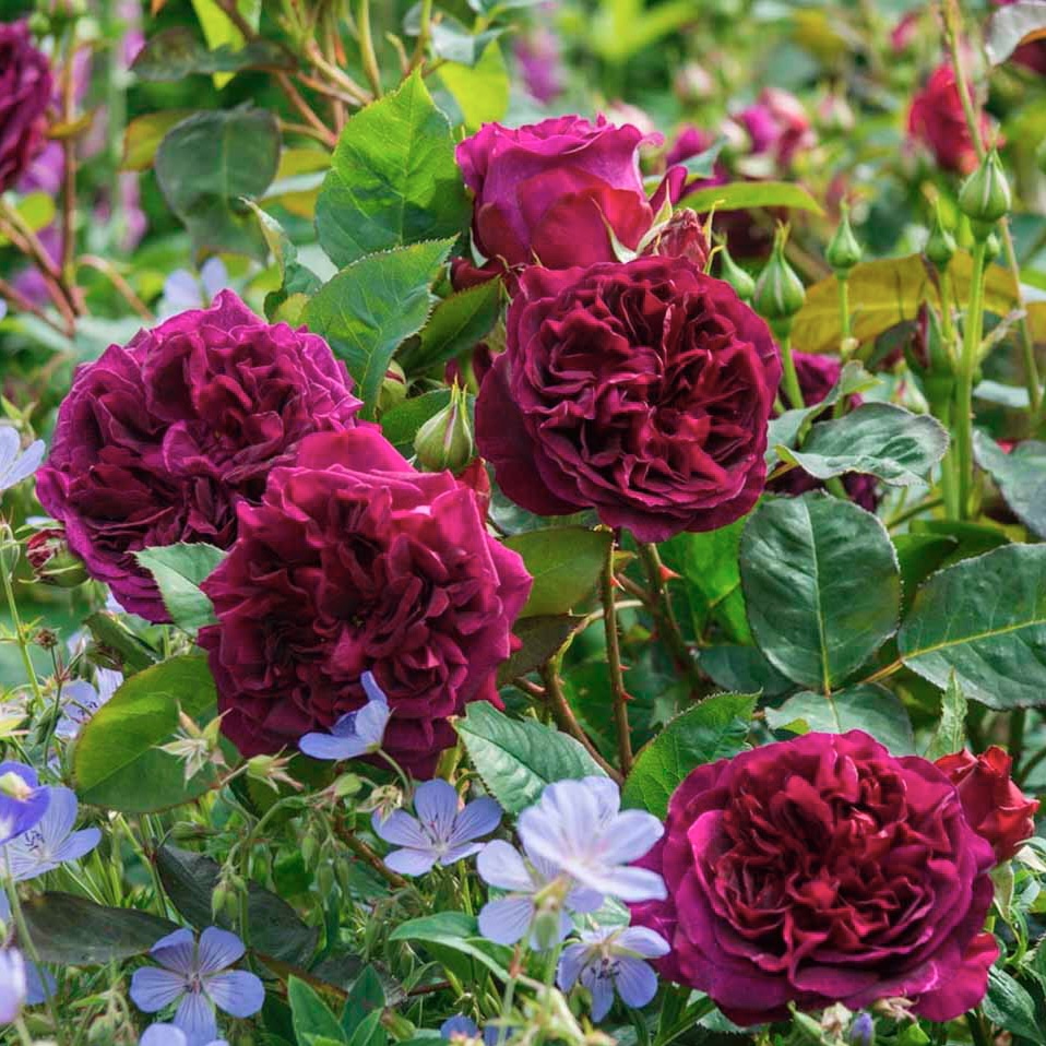 Манстед Вуд в Воронеже