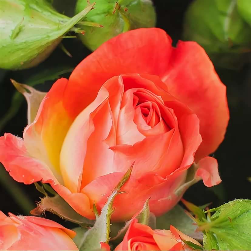 Фиеста Баблз (Fiesta Bubbles) в Воронеже