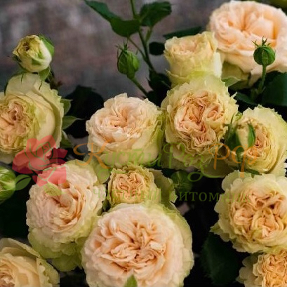 Саммер Роуз (Summer Rose) в Воронеже
