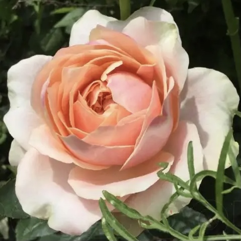 Мария Натали в Воронеже