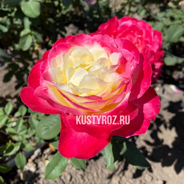 Восточный Экспресс (Pullman Orient Express) в Воронеже