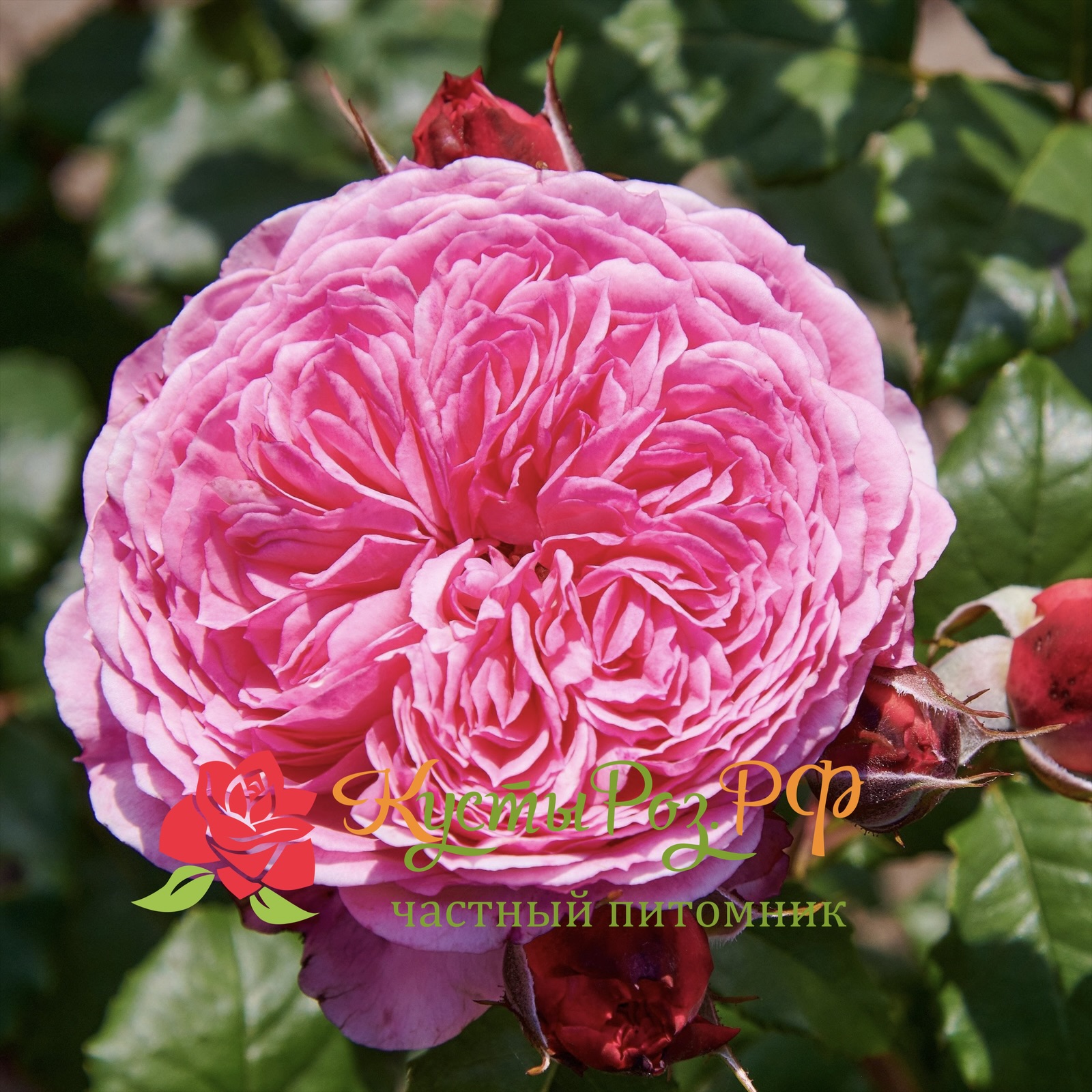 Тео Клеверс (Theo Clevers) в Воронеже