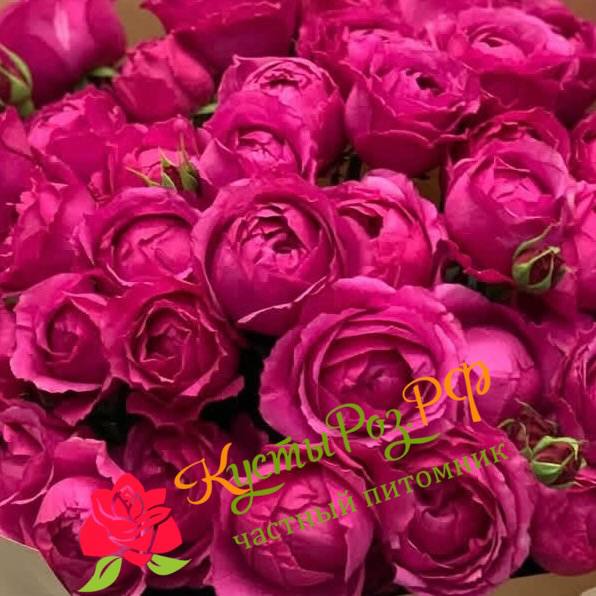 Рич Бабблз (Rich Bubbles) в Воронеже