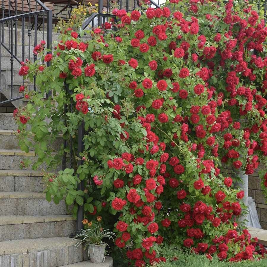 Фламентанц в Воронеже