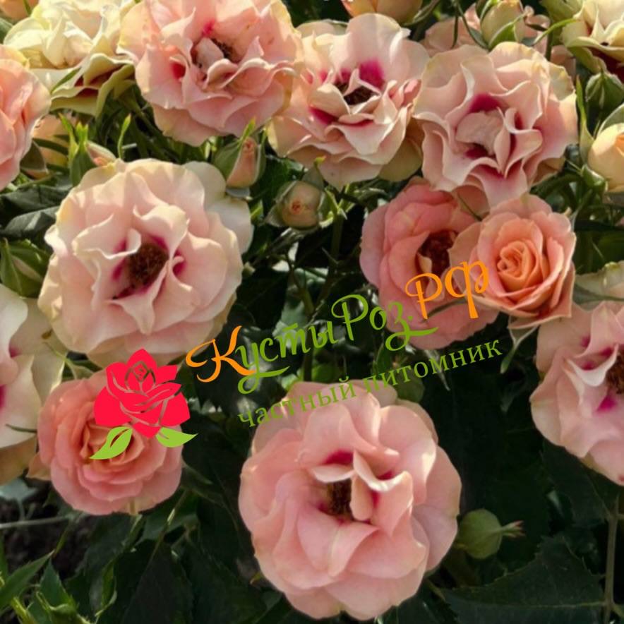 Шираз (Shiraz) в Воронеже