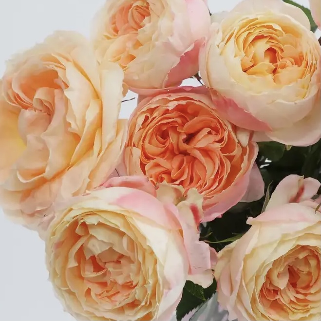 Принцесса Айко в Воронеже