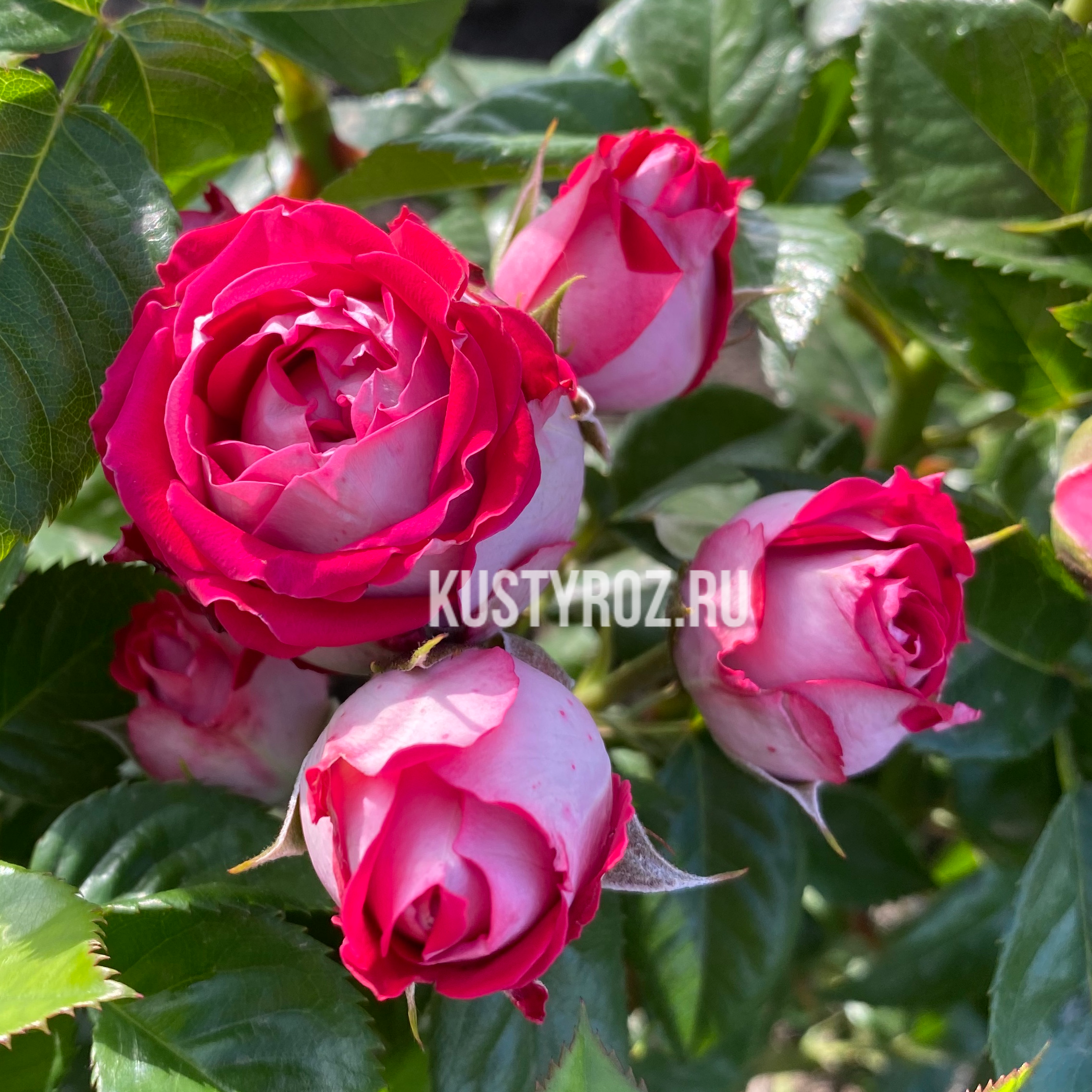 Руби Стар в Воронеже