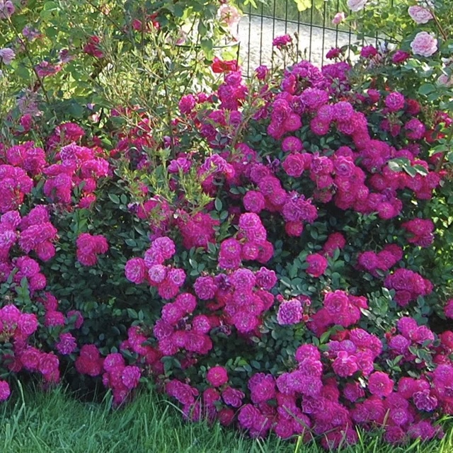 Пёрпл Рейн в Воронеже