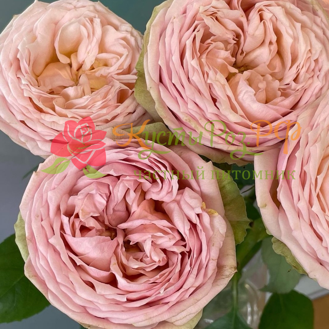 Свит Каталина (Sweet Catalina) в Воронеже