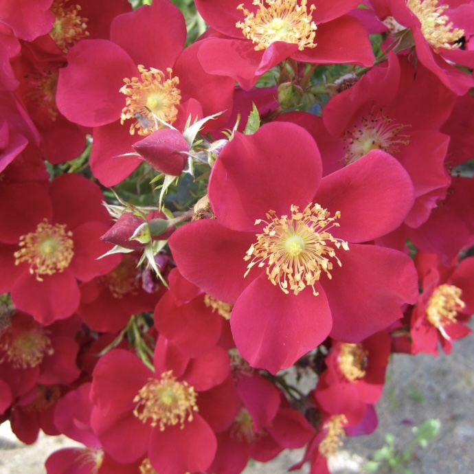 Перпл Хейз в Воронеже