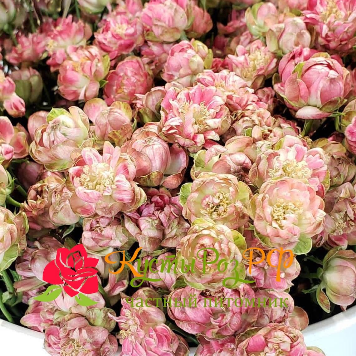 Вайлд Редиш (Wild Radish) в Воронеже