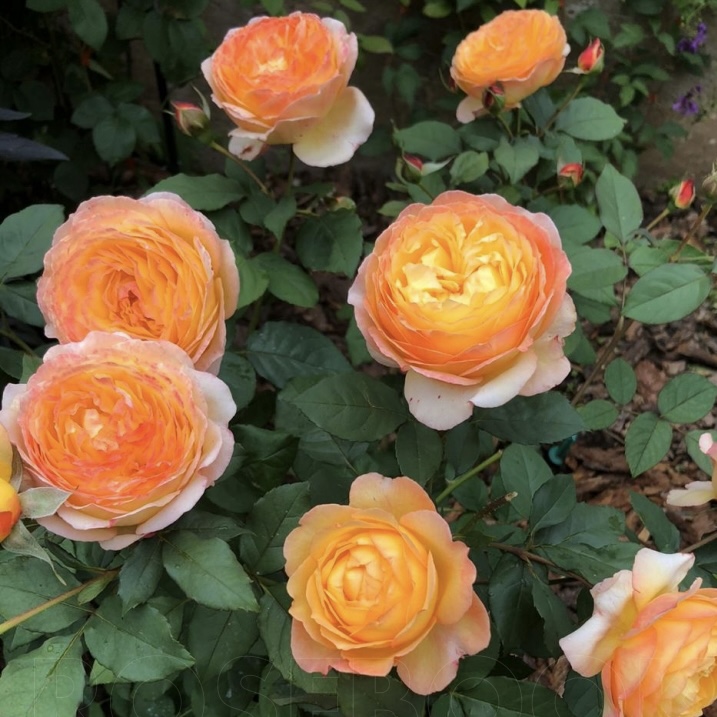 Велл Бинг  (Well Being) в Воронеже