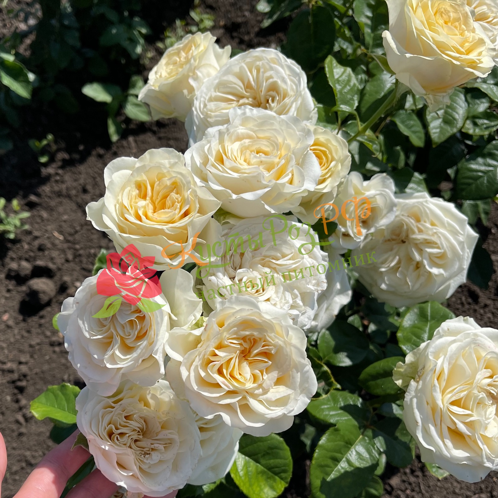 Баттеркап (Buttercup) в Воронеже