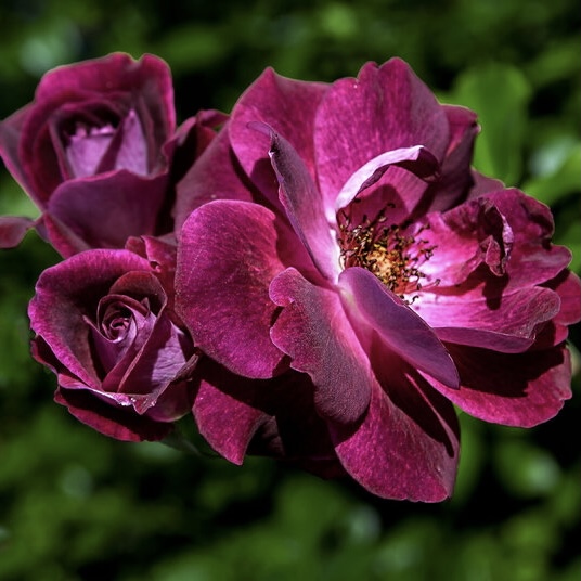 Бургунди Айс в Воронеже