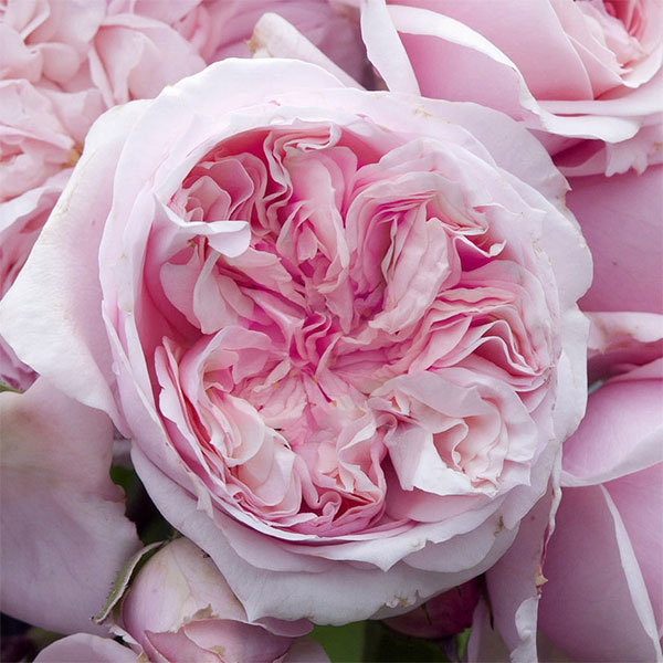 Шато Барбероллес в Воронеже