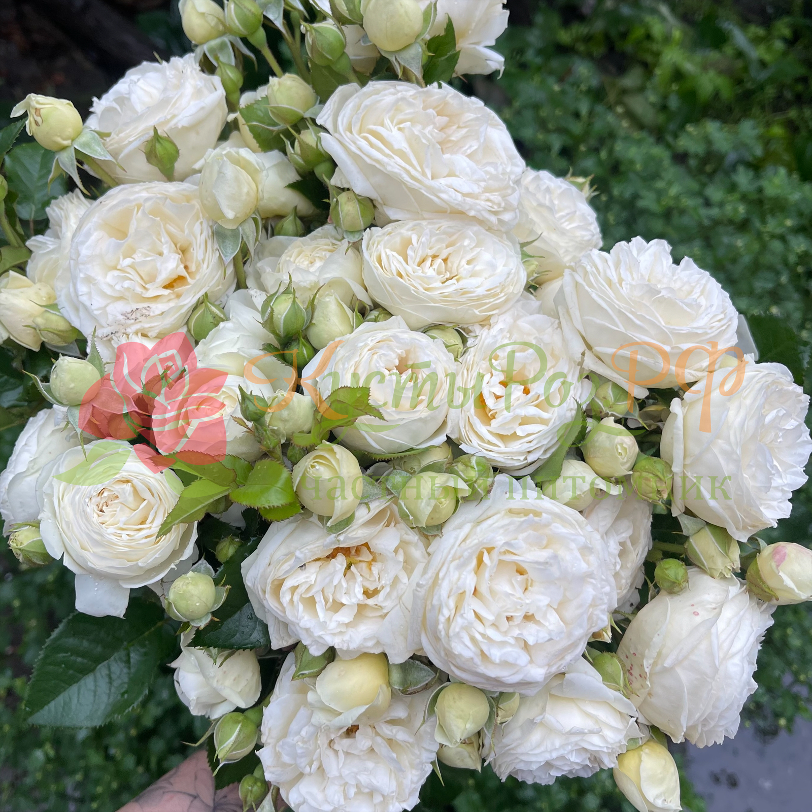 Мисс Бомбастик (Miss Bombastic) в Воронеже