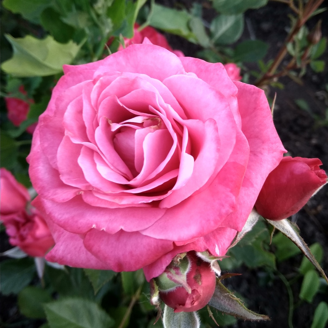 Лавендер Мейландина (Lavender Meillandina ) в Воронеже