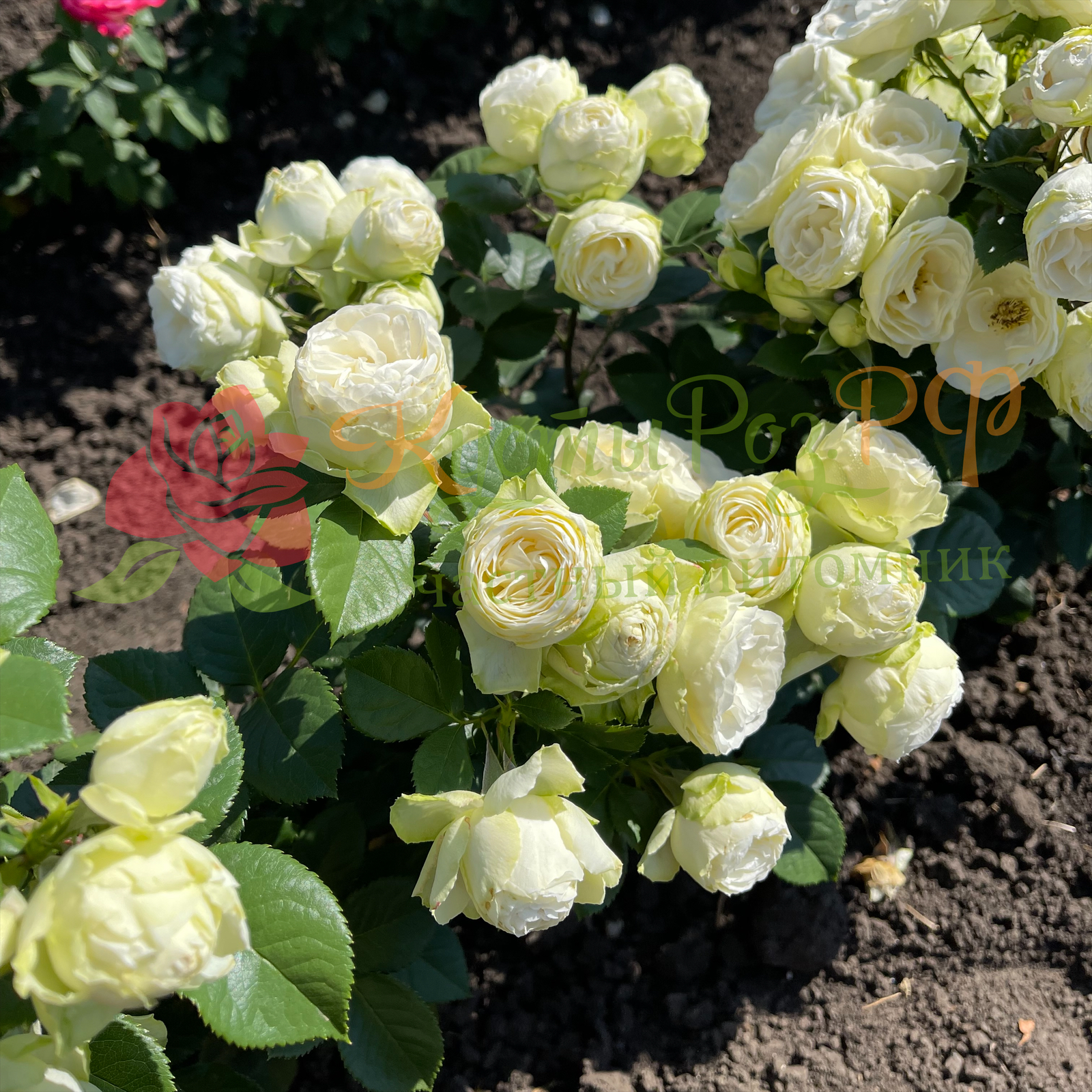 Ванила Лейс (Vanilla Lace) в Воронеже