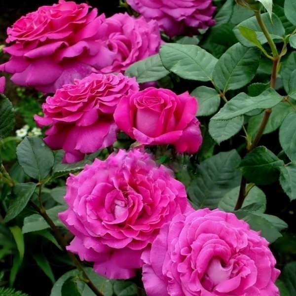 Шартрез де Парм (Chartreuse de Parme) в Воронеже