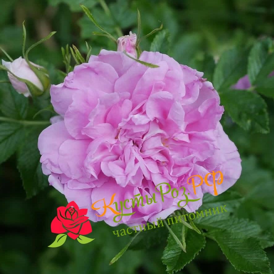 Миссис Дорин Пайк (MRS DOREEN PIKE) в Воронеже