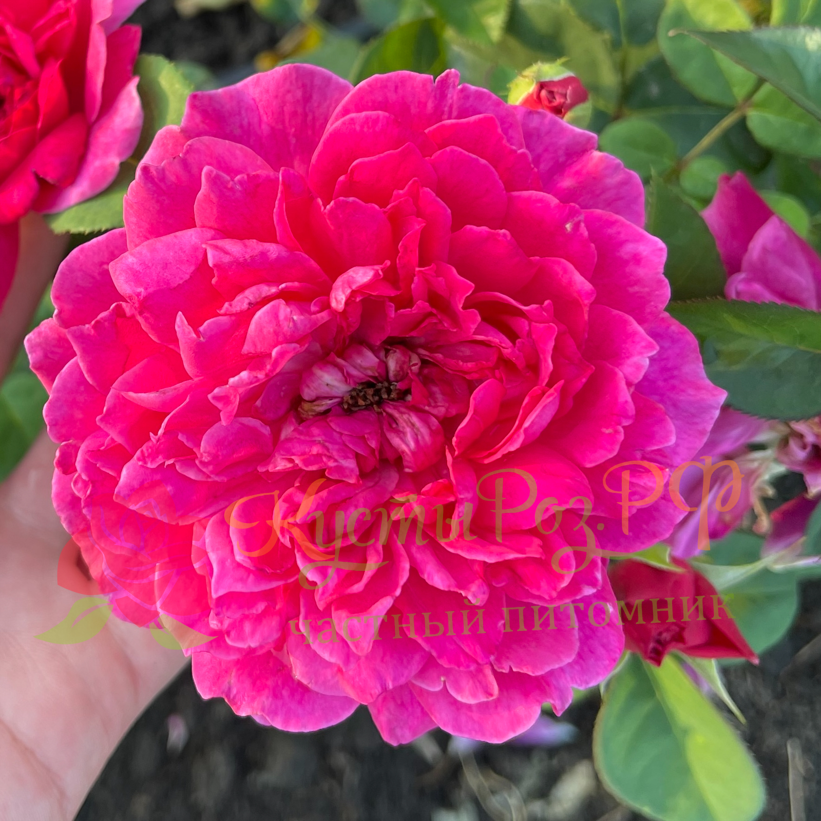 Софи Роуз (Sophy’s Rose) в Воронеже