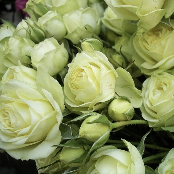 Грин Глоу (Green Glow) в Воронеже