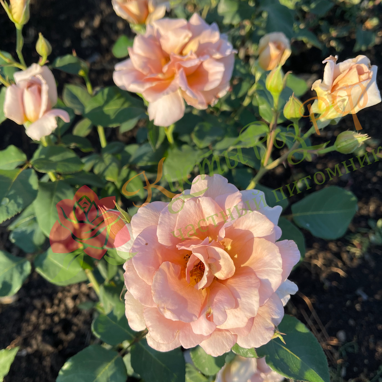 Джулия Роуз (Julia's Rose) в Воронеже