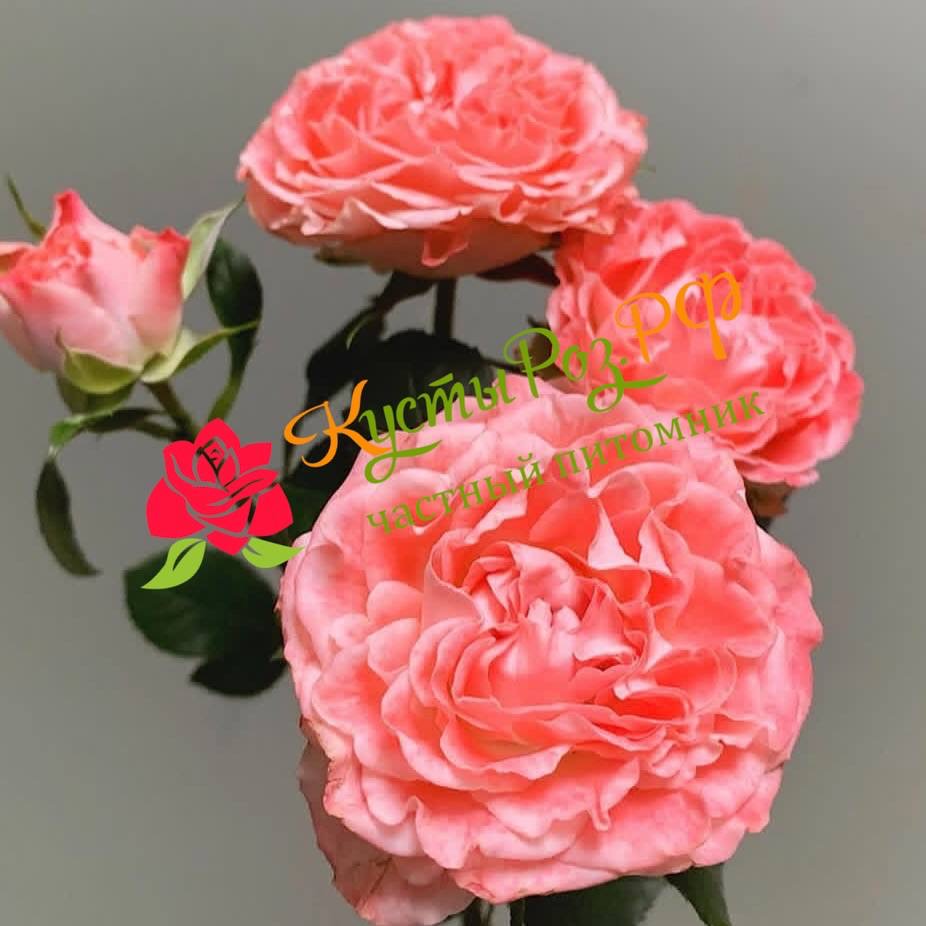 Файер Флоу (Fair Flow) в Воронеже