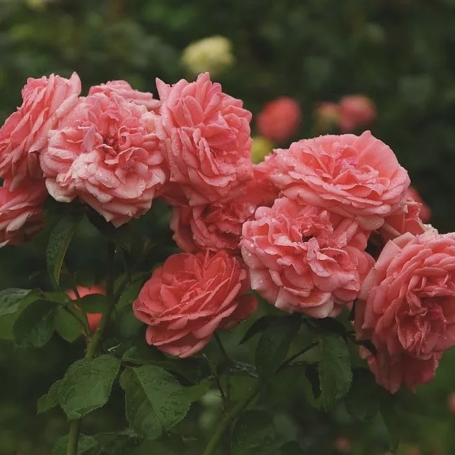 Кимоно в Воронеже