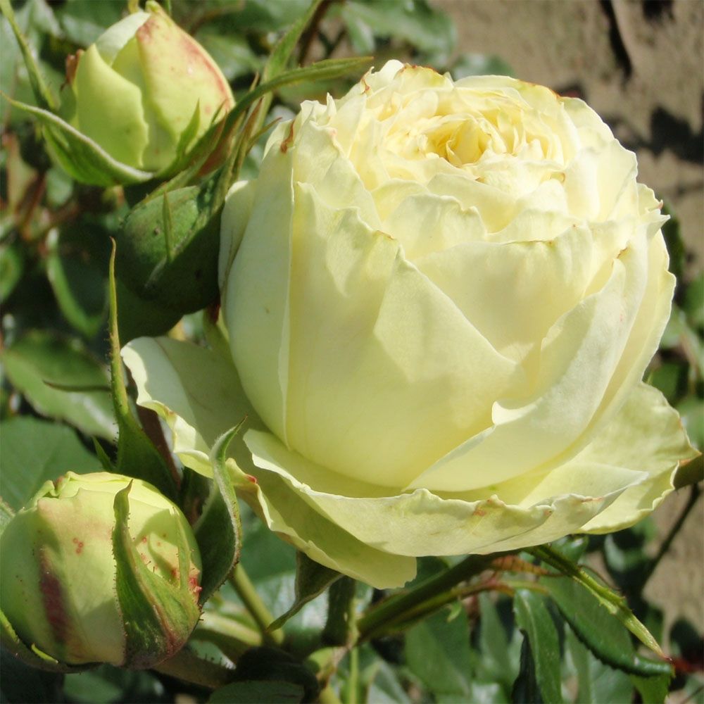 Лемон Рококо в Воронеже