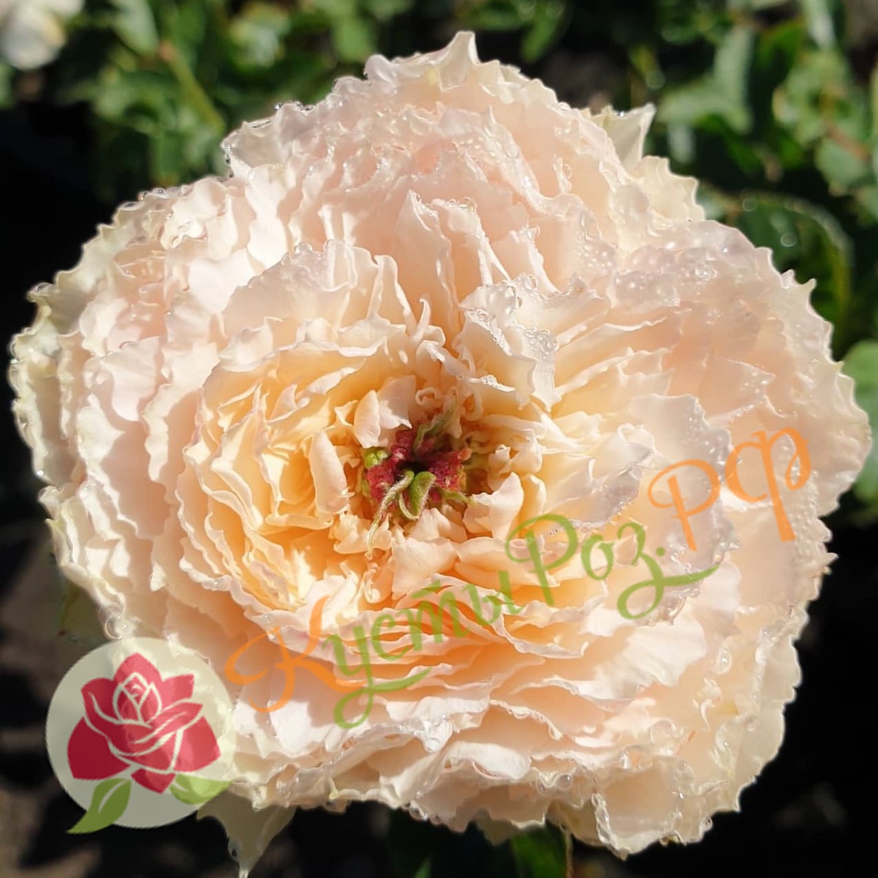 Тсумуги Фули (Tsumugi Fuli) в Воронеже