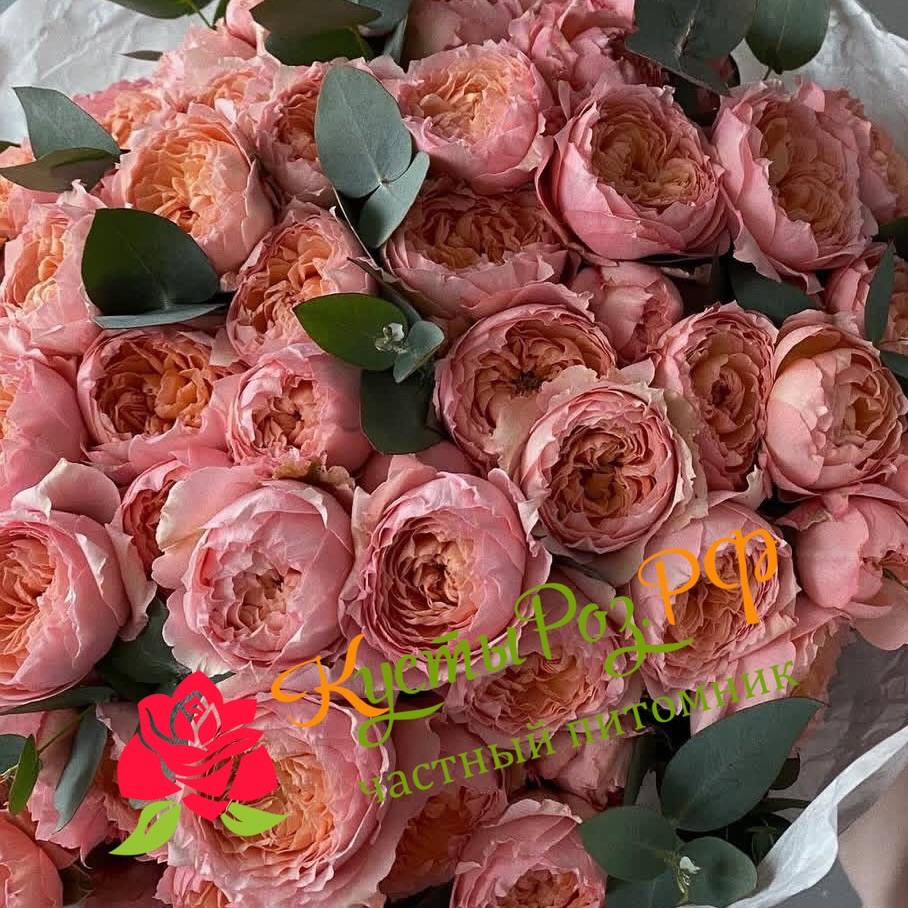 Джульетта спрей (Juliette Spray) в Воронеже