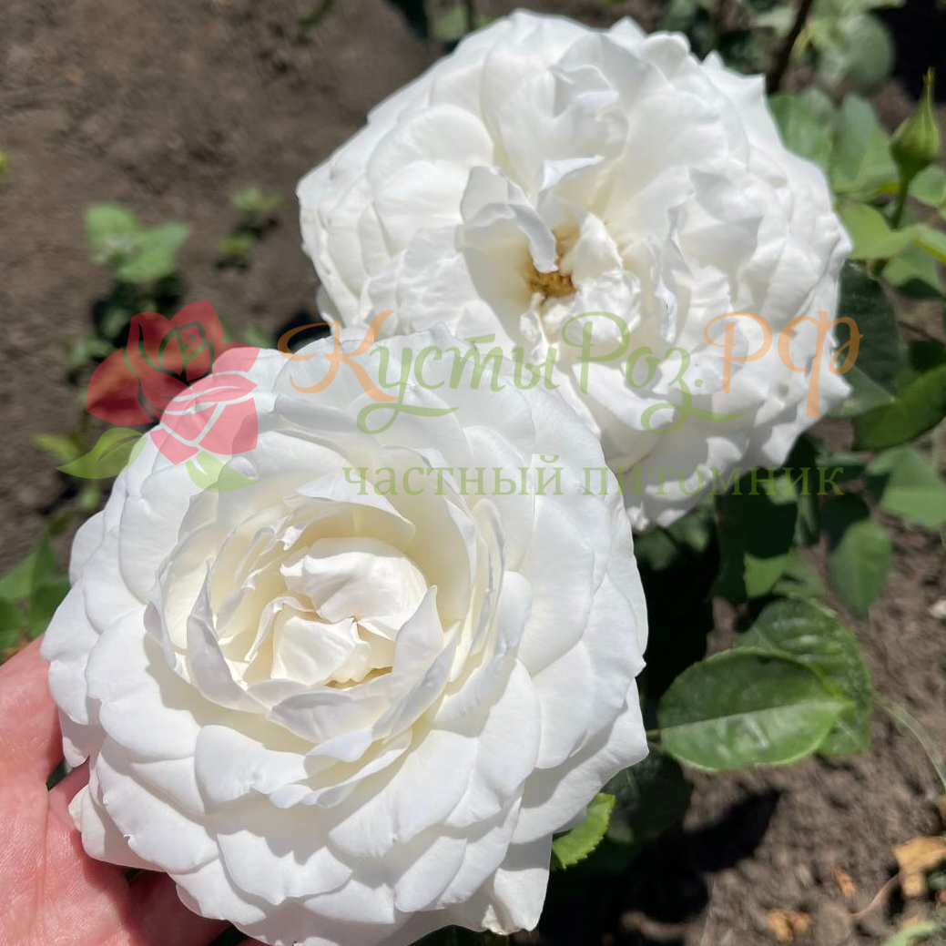 Принцесса Миюки в Воронеже