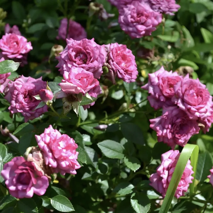 Лавендер Джувел (Lavender Jewel) в Воронеже