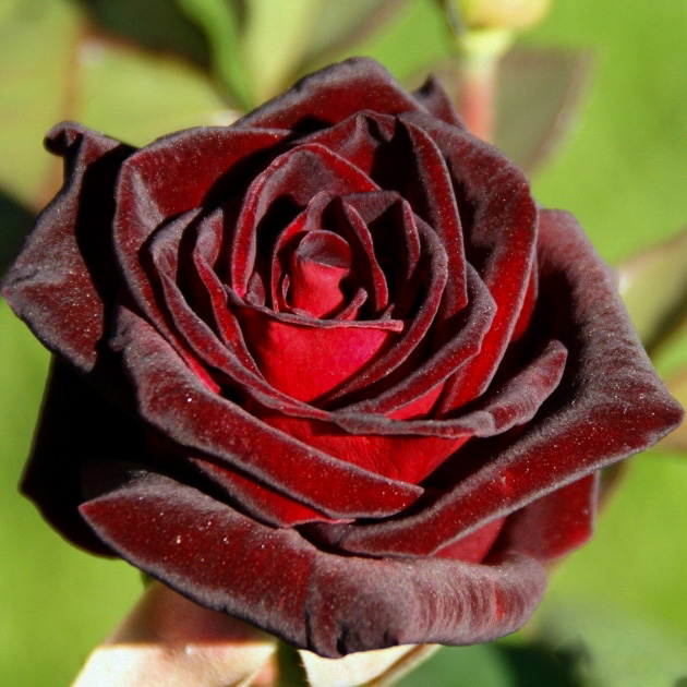 Блэк баккара (Black Baccara) в Воронеже