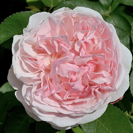 Сейнт Суитун в Воронеже