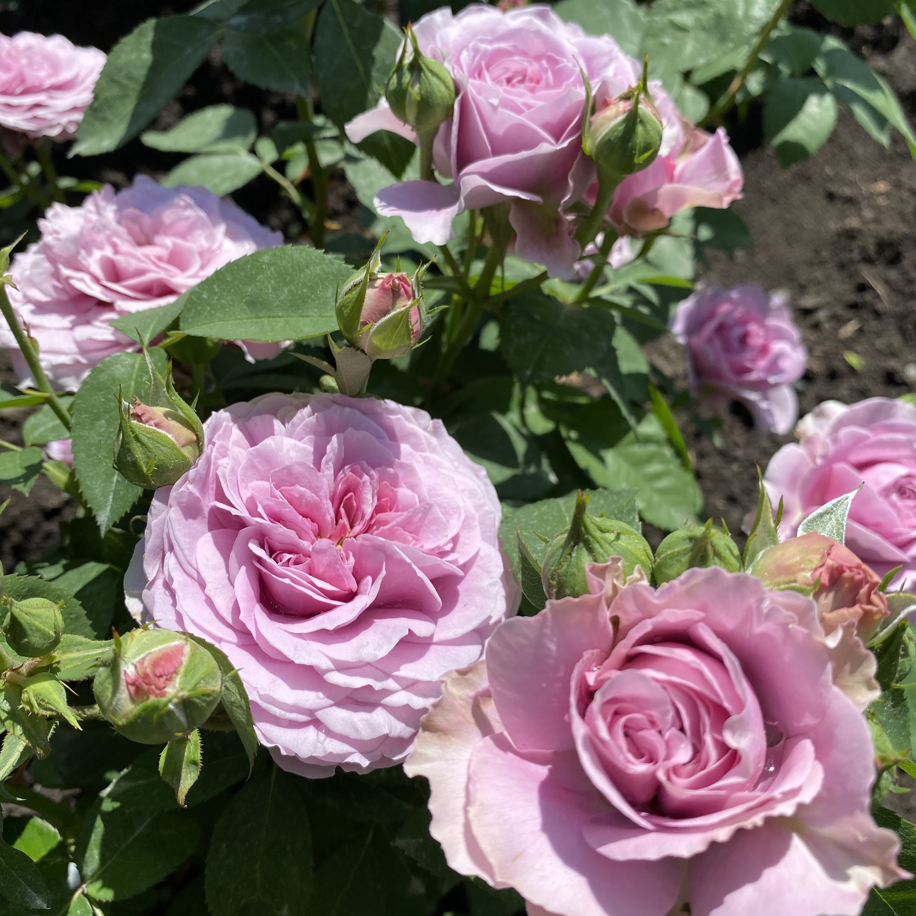 Лавандер айс (Lavender Ice) в Воронеже