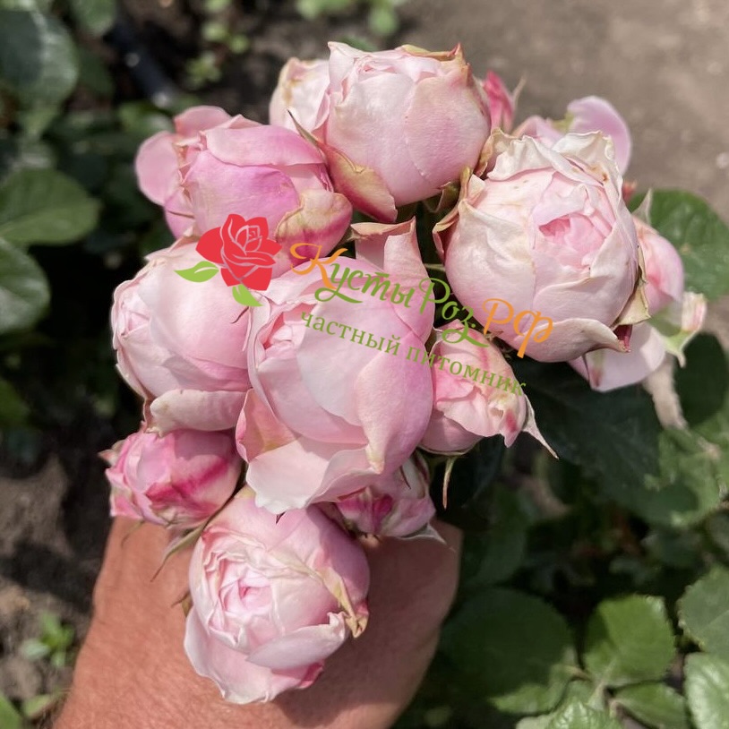 Сильва Пинк (SILVA PINK) в Воронеже
